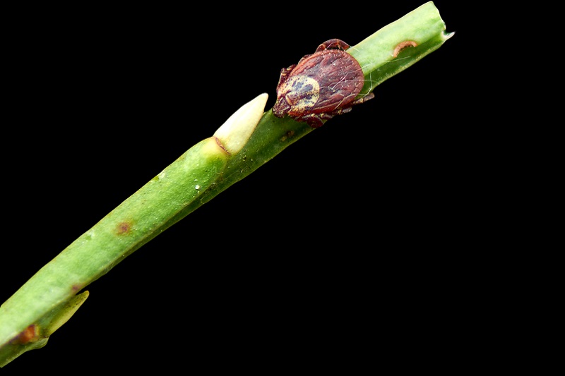 Ile trwa leczenie boreliozy?