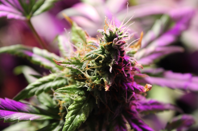 Na co pomaga CBD? Odpowiedź może Was zaskoczyć!